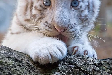 Beautiful White Tiger Cubs Wallpapers
