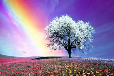 Rainbow   Bright Colors Wallpapers (18591236)   Fanpop