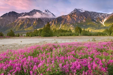 Free Spring Desktop Wallpaper Backgrounds   Wallpapers Cave