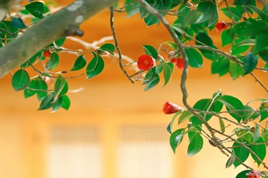 Free Wallpapers   Free Flower Wallpapers   Spring Flower Wallpapers ...