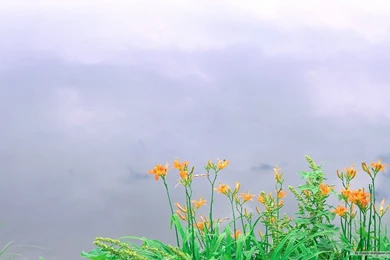 Free Wallpapers   Free Flower Wallpapers   Spring Flower Wallpapers ...