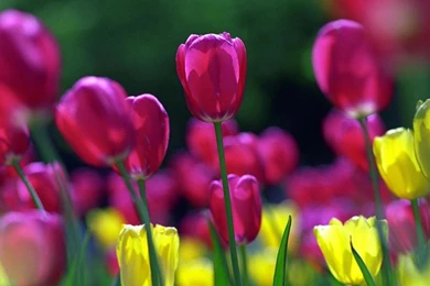 Tulip Spring Wallpapers Purple HD