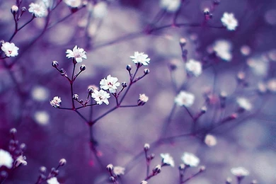 Spring Computer Wallpapers   4 Items