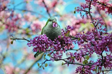 Free Wallpapers   Free Animal Wallpapers   Spring Flowers And Birds ...