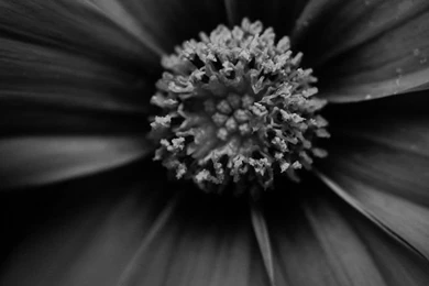 720x1280 Dark Gazania Lenovo Phones Wallpapers HD Mobile