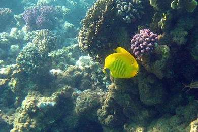 Underwater Wallpaper, Ocean Wallpaper, Marine Life On Elphinstone ...