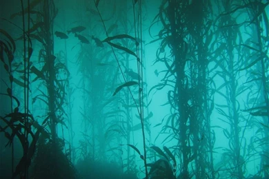 Ocean Nature Fish Plants Lakes Algae Underwater Wallpapers ...