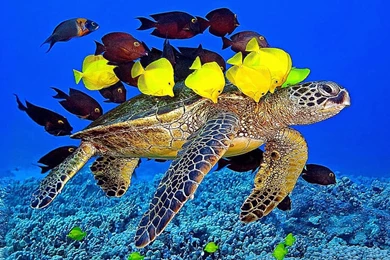 20 Amazing Underwater Wallpapers