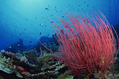 Underwater Wallpapers