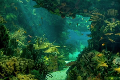 Sea Seabed Landscape Underwater Ocean Fish Photo Download >> HD ...