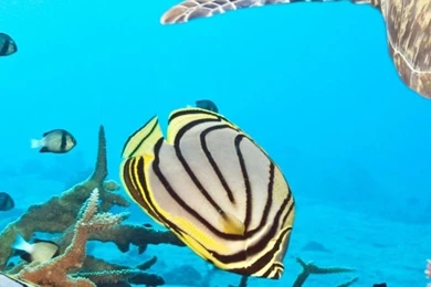 Download Wallpapers 750x1334 Turtle, Sea, Ocean, Underwater, Swim ...