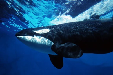 Orca Whale Underwater   Ocean Life Photography Desktop Wallpapers