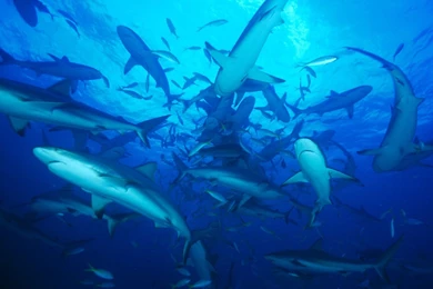 Bahamas Ocean Sharks Underwater Wallpapers   (