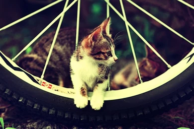 Kitten On A Bicycle Wheel Wallpapers   Animal Wallpapers