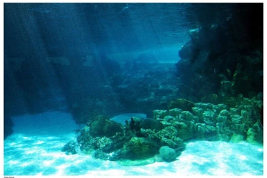 Ocean Floor Backgrounds