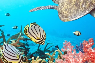 Download Wallpapers 2560x1024 Turtle, Sea, Ocean, Underwater, Swim ...