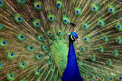 Blue peacock