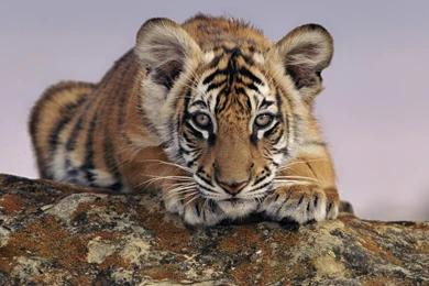 Tiger Cub Pictures