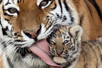 Ultra HD 4K Tiger Cub Wallpapers HD, Desktop Backgrounds 3840x2400