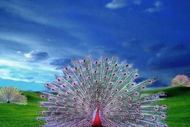 Peacock Pictures Wallpapers