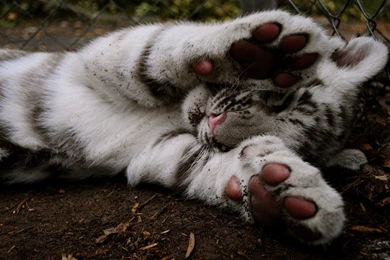 Playful Tiger Cub Wallpapers