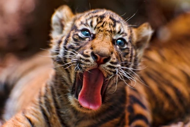 Tiger Cub Desktop Wallpapers 21066