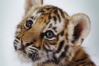 Tiger Cub HD Desktop Wallpapers : High Definition : Fullscreen : Mobile