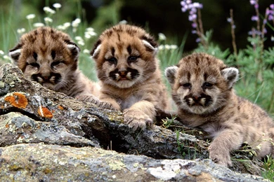 1200x675px Cute Tiger Cub