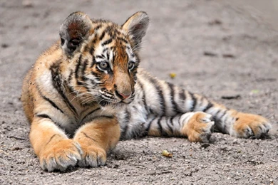 1920x1200px Amur Tiger Cub