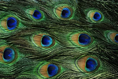 Peacock Feathers HD Wallpapers, Peacock Feathers Backgrounds, New ...