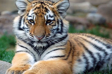 Cute Tiger Pictures   Wallpapers HD Wide
