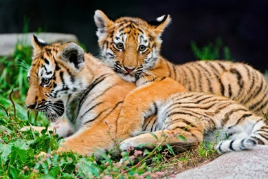 Tiger, Cubs   Wallpapers – Yoyowall.com