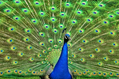 Wallpapers Of Peacock Feathers HD 2015   Wallpapers Cave
