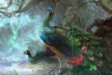 Peacock Painting Ipad Wallpapers Your Top HD Wallpapers