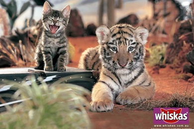 Wallpapers Big Cats Cats Tigers Cubs Animals Image