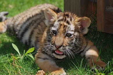 Tiger Cub Wallpapers And Images Wallpapers, Pictures, Photos