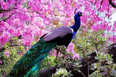 Peacock HD Wallpapers