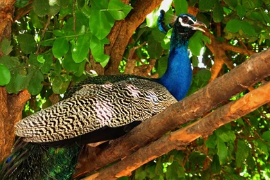 Colourful peacock
