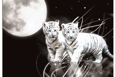 DeviantArt: More Like Love Cubs  Wallpapers By Popnicute