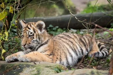 Tiger Cub Wallpapers   Animal Wallpapers