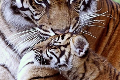 Download Wallpapers 1080x1920 Tiger, Cub, Down, Family, Care, Baby ...