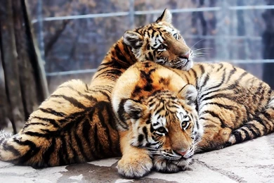 Beautiful Two Tiger Cub In Zoo HD Wallpapers