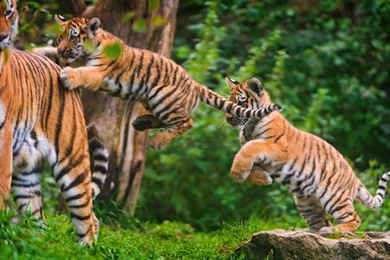 Tiger Cub Jump Wallpapers