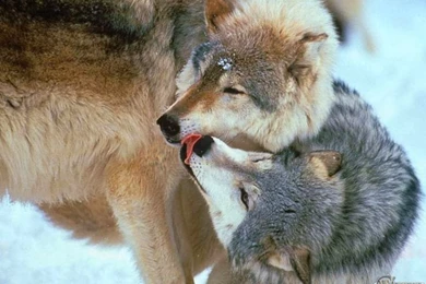 Wolf Love