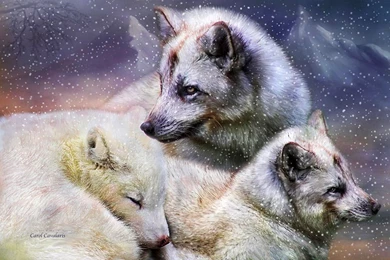 Other Wolves Artwork Painting Predator Wildlife Wolf Hd Wallpapers ...