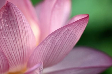 25 Free HD Flowers Wallpapers