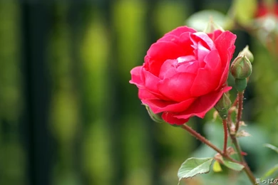 Flowers In HD HD Wallpapers Desktop Wallpapers Coolhdwallpapersjar.com