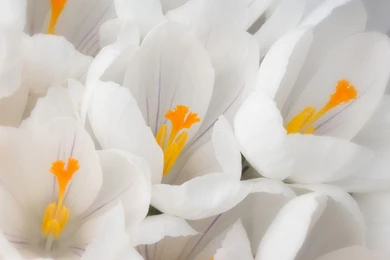 Flower+HD+Wallpaper+Free+Download+White+Crocus.jpg