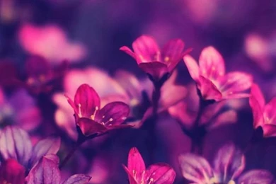 Purple Flowers. HD Ios7 Wallpapers For iPhone And IPod Touch ...