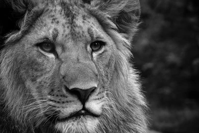 Black And White Desktop Backgrounds   Wallpapers HD Fine